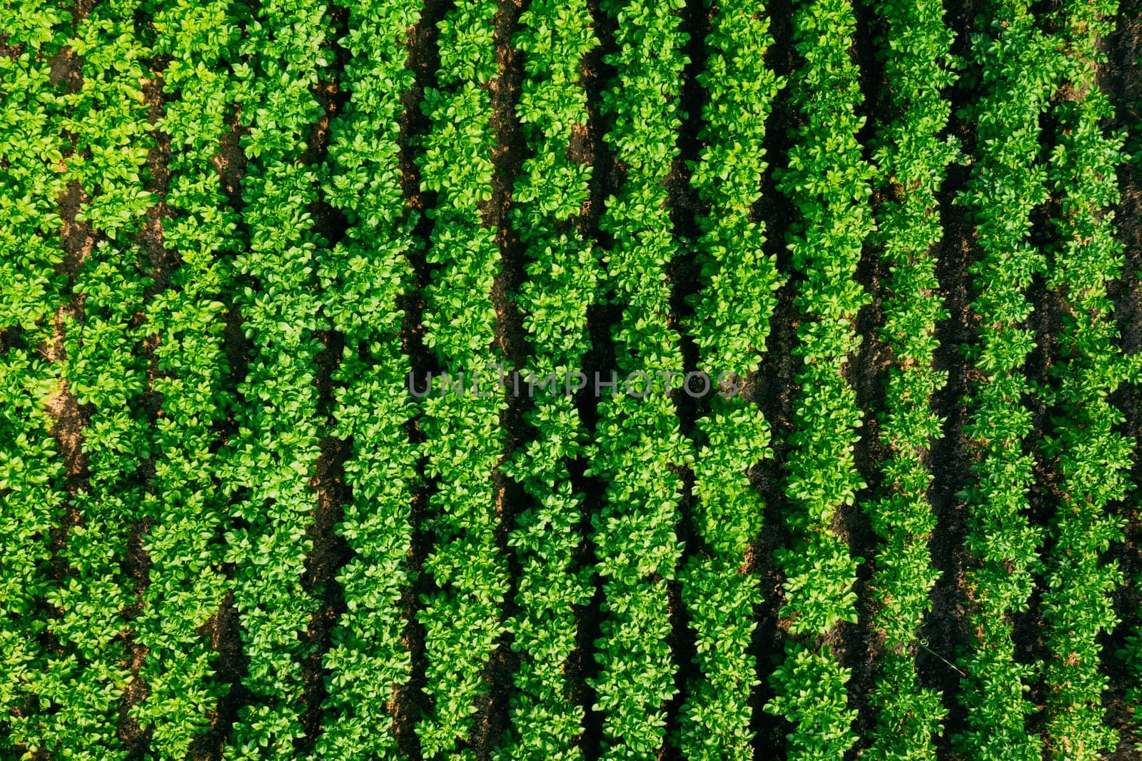 Elevated Flat View Of Vegetable Garden, Potato Plantation, Potatoes Field At Summer Evening. Garden Beds.