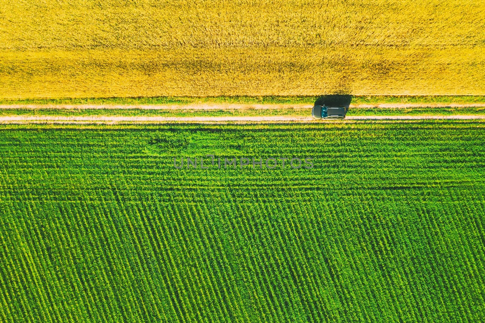 Aerial View Of Car SUV Parked Near Countryside Road In Spring Field Rural Landscape. Car Between Young Wheat And Corn Maize Plantation.
