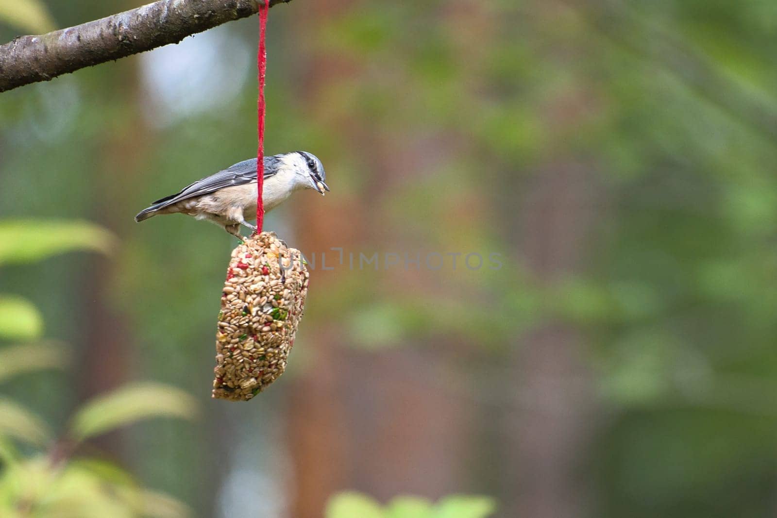 Nuthatch, observed at a feeder heart feeding in the forest. Small gray and white bird. Animal photo from nature