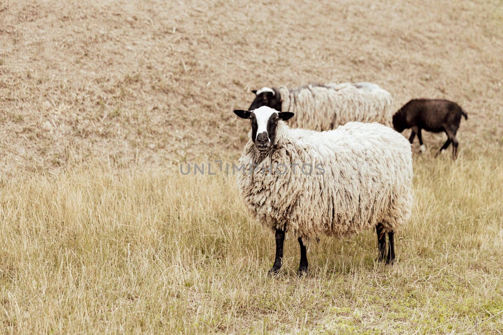Group of Suffolk British sheep in farm on a pasture in the field. Portrait of sheep looking at camera and posing as a model. Black-white sheep. High quality photo