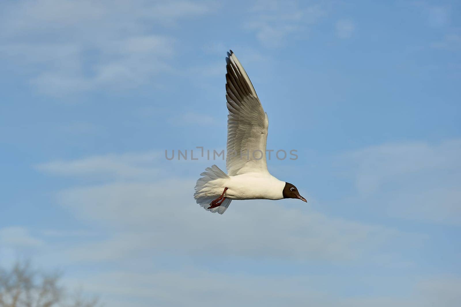 a seagull soaring in a blue sky with clouds. High quality photo