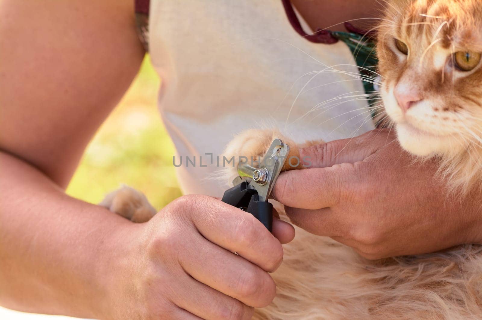 trimming the claws of a cat close-up. High quality photo