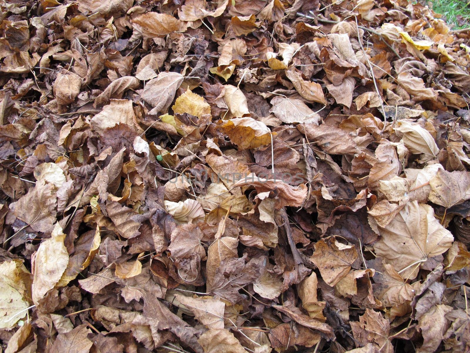 Maple and linden leaves on a ground area with foliage in autumn