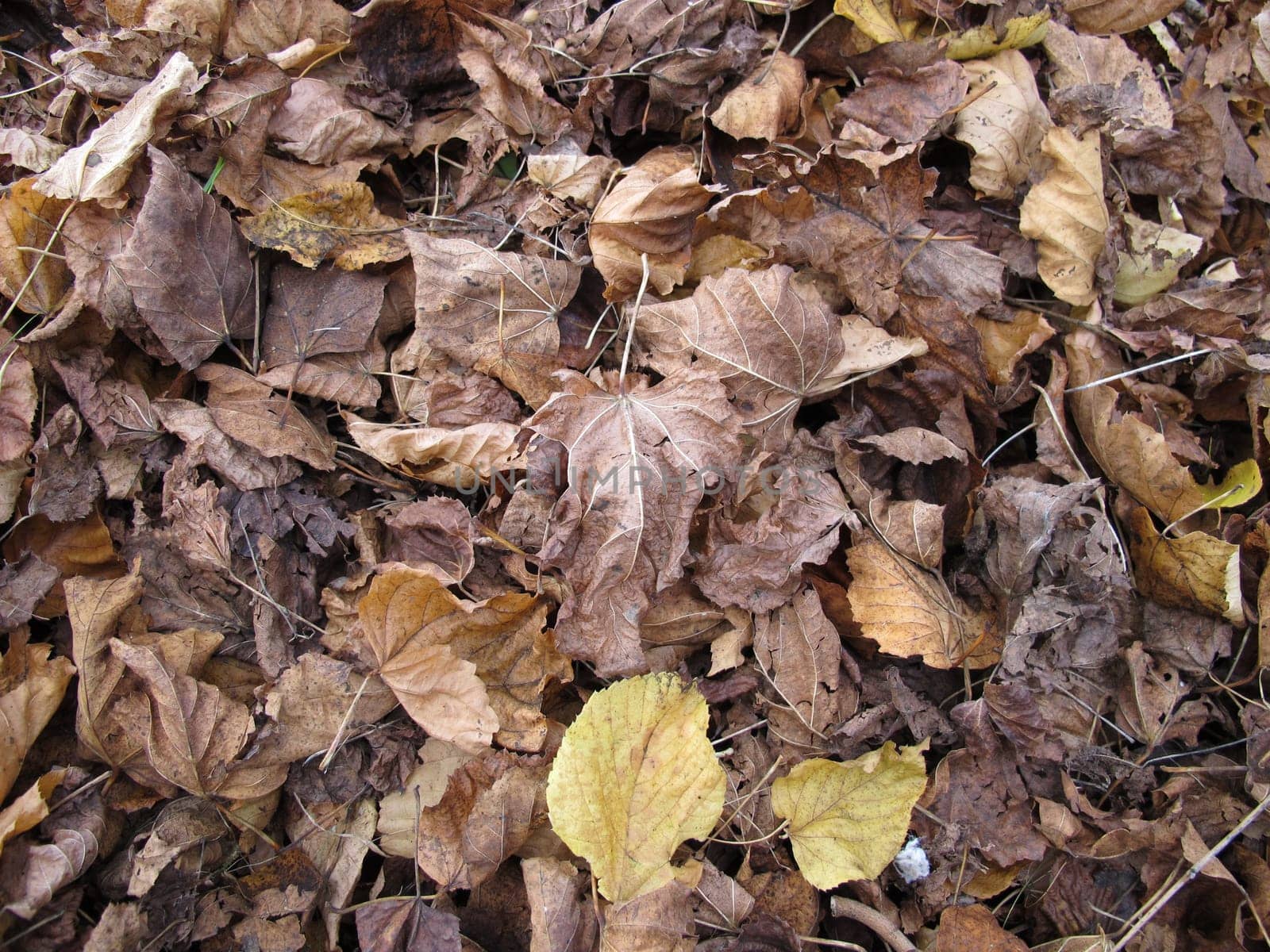 Maple and linden leaves on a ground area with foliage in autumn