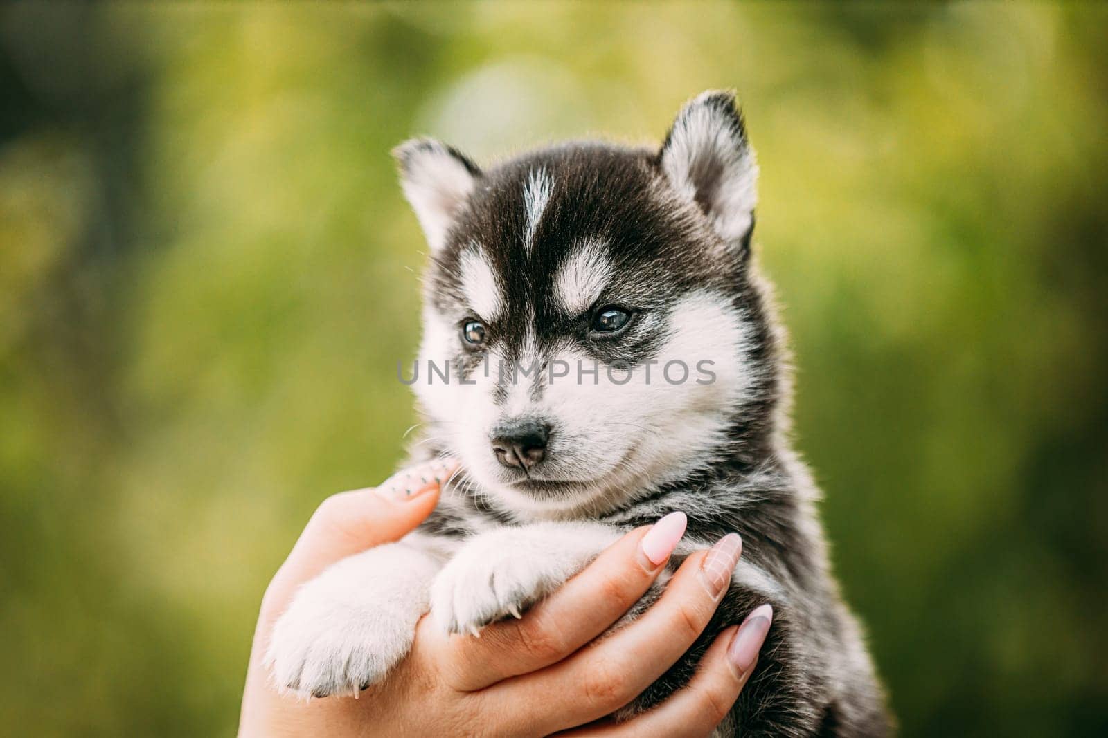 Four-week-old Husky Puppy Of White-gray-black Color Sitting In Hands Of Owner.