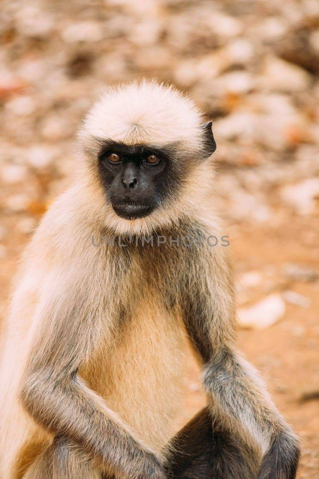 Goa, India. Gray Langur Monkey Sitting On Ground.