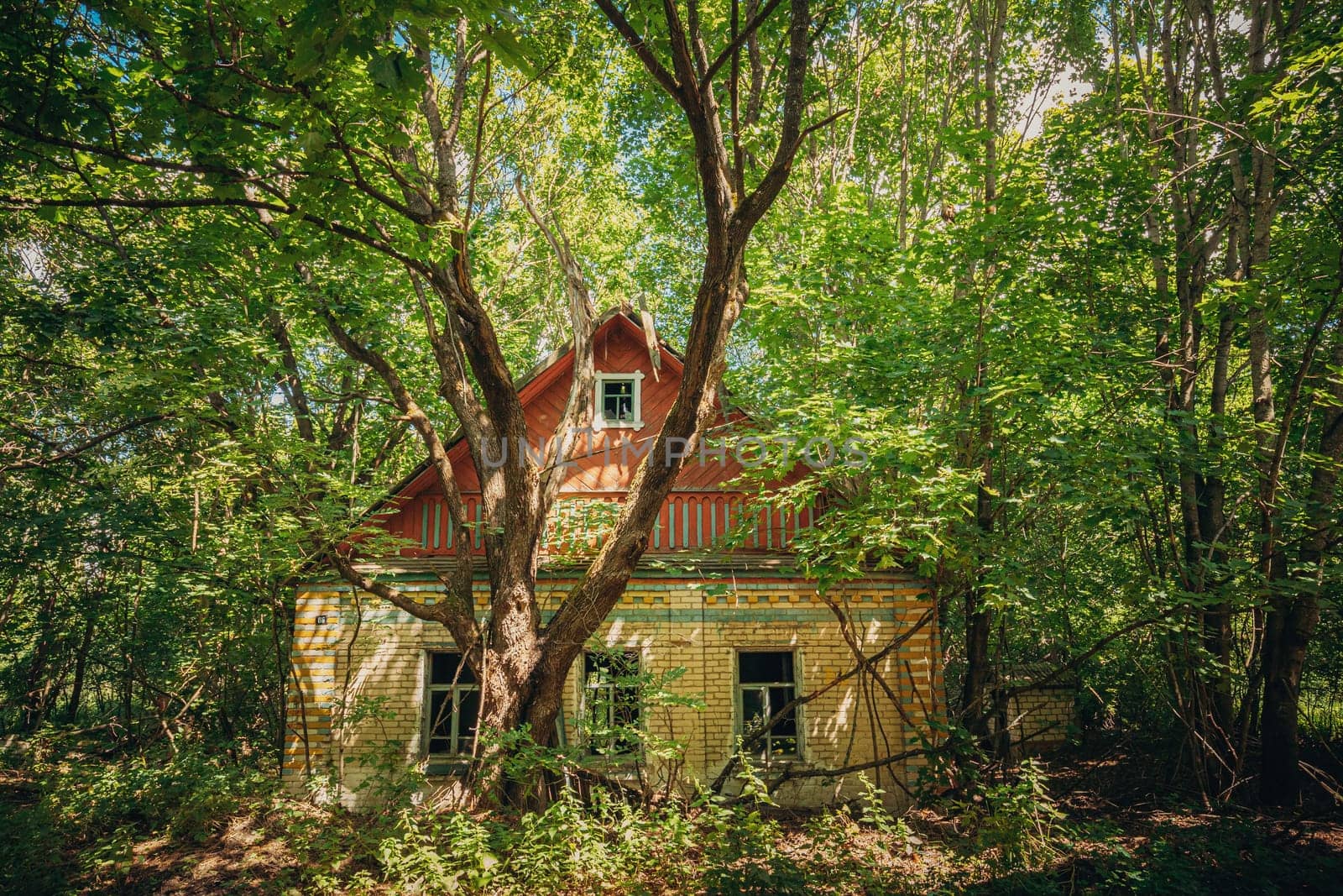 Belarus. Abandoned House Overgrown With Trees And Vegetation In Chernobyl Resettlement Zone. Chornobyl Catastrophe Disasters. Dilapidated House In Belarusian Village. Whole Villages Must Be Disposed.