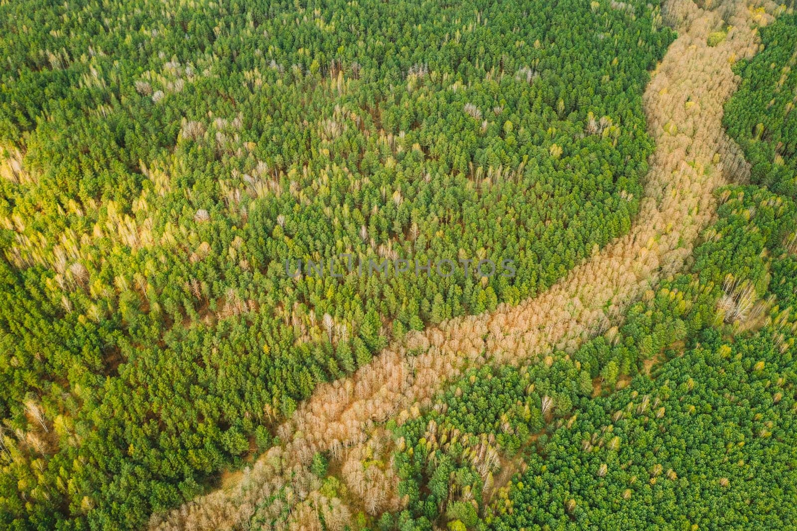 Spring Season. Aerial View Of Deciduous Trees Without Foliage Leaves And Green Pine Forest In Landscape In Early Spring. Top View From Attitude. European Woods At Springtime. Natural Border.
