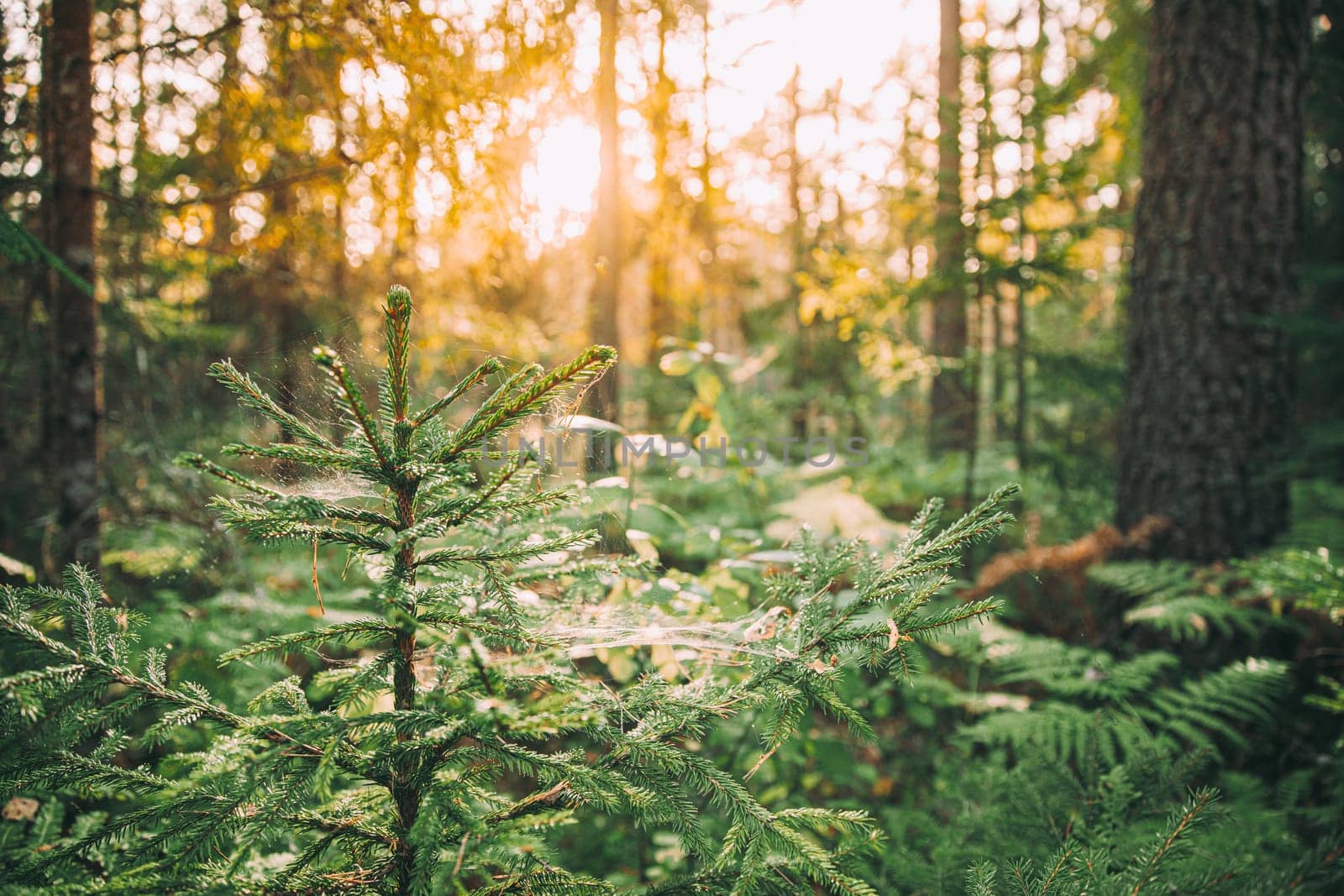 Spiders Web Hanging On Young Green Fir Tree In Forest During  Sunny Summer Evening.