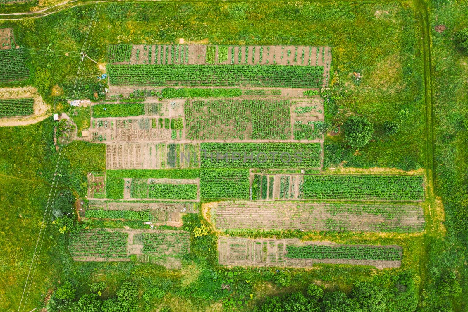 Aerial View Of Vegetable Garden. Potato Plantation At Summer Day. Village Garden Beds.