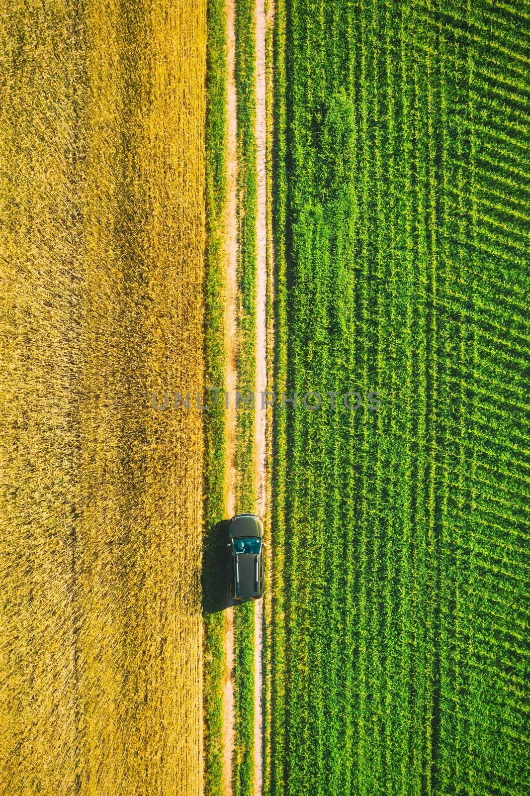 Aerial View Of Car SUV Parked Near Countryside Road In Spring Field Rural Landscape. Car Between Young Wheat And Corn Maize Plantation.