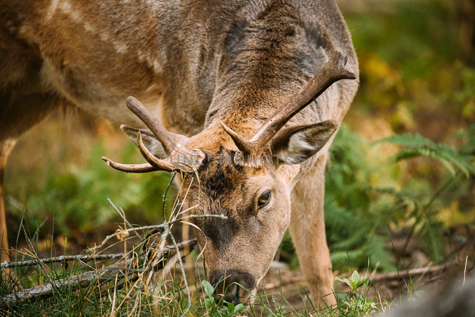 Belarus. Fallow Deer Or Dama Dama Grazes In Autumn Forest. Close Up Deer.
