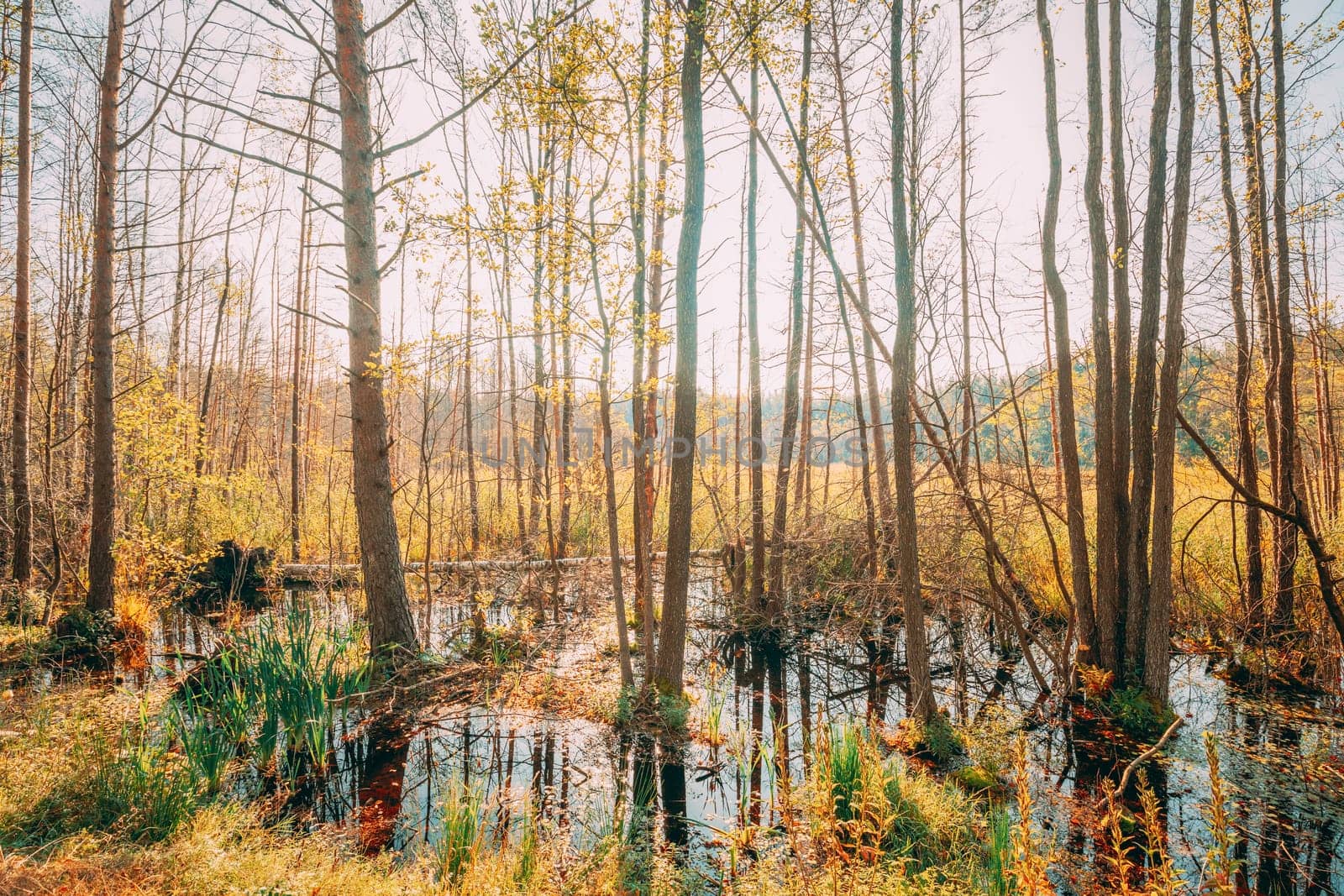 Trees Woods Standing In Flood Water After Autumn Rains. Beautiful autumn landscape.