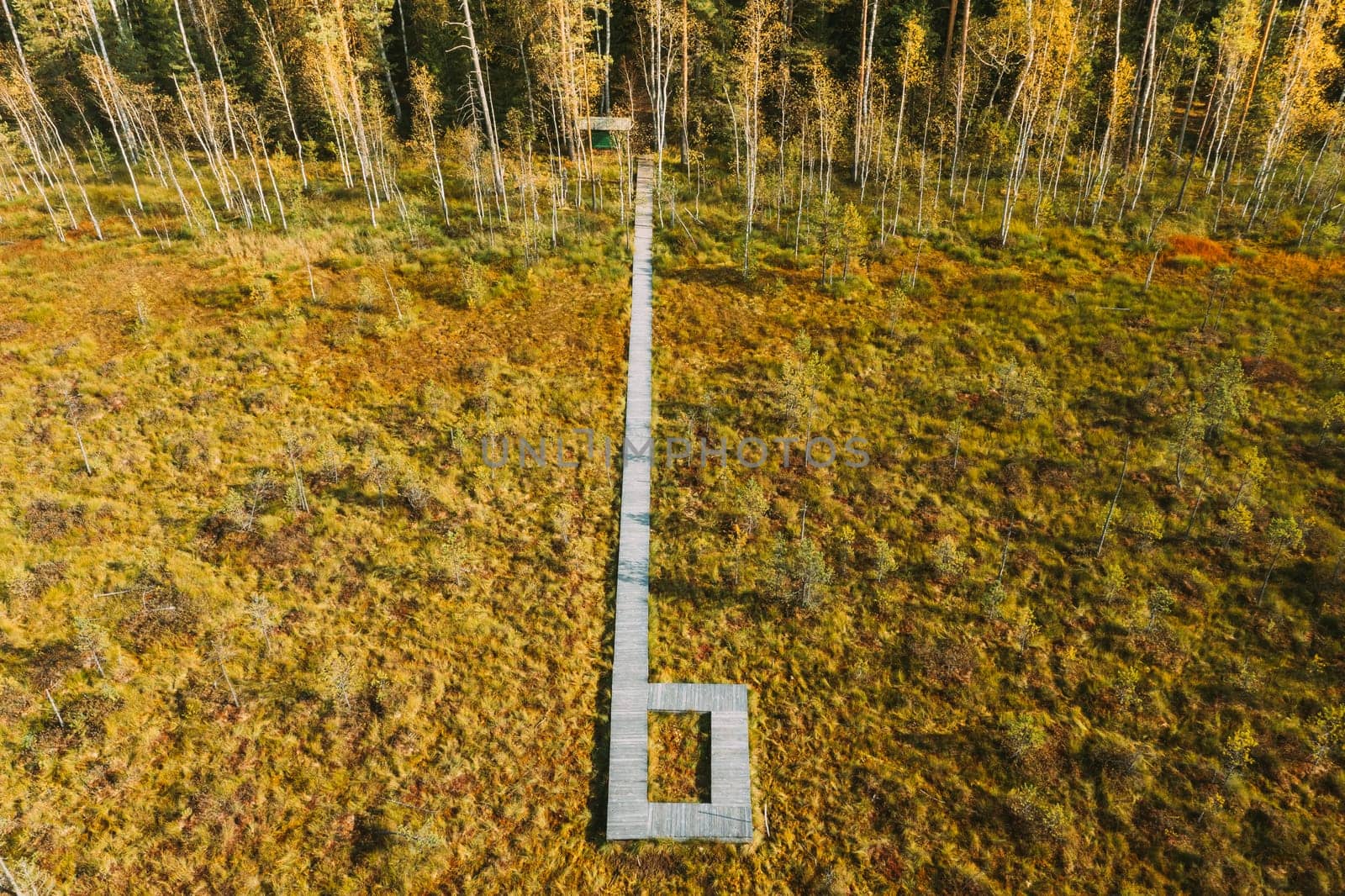 Belarus, Berezinsky Biosphere Reserve. Bird's-eye View Of Wooden path way pathway from marsh swamp to forest In Autumn Sunny Day. Panorama.