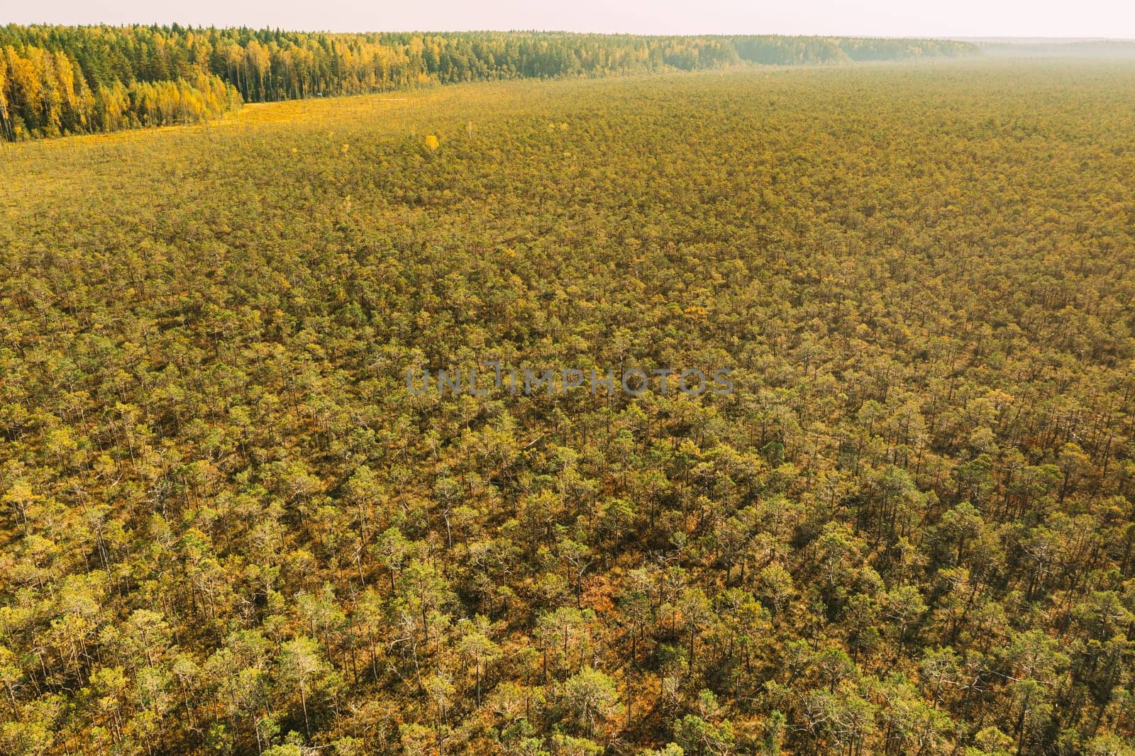 Aerial Bird's-eye View Of Pine Tree Growing in the swamp. Nature Of Belarus. Panorama, Panoramic View.