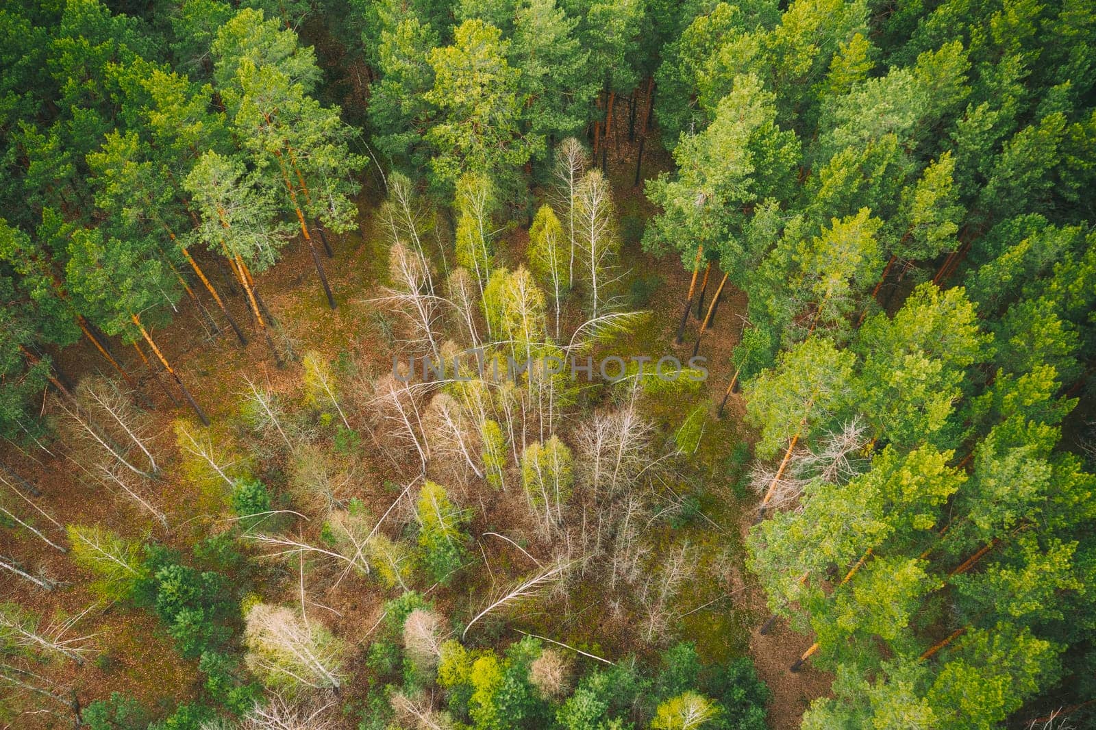 Spring Season. Aerial View Of Deciduous Trees Without Foliage Leaves And Green Pine Forest In Landscape In Early Spring. Young Birches Bent By Snow Grow Among Pine Forest.