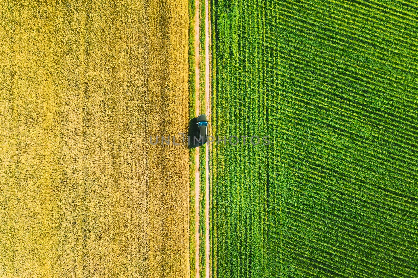 Aerial View Of Car SUV Parked Near Countryside Road In Spring Field Rural Landscape. Car Between Young Wheat And Corn Maize Plantation.