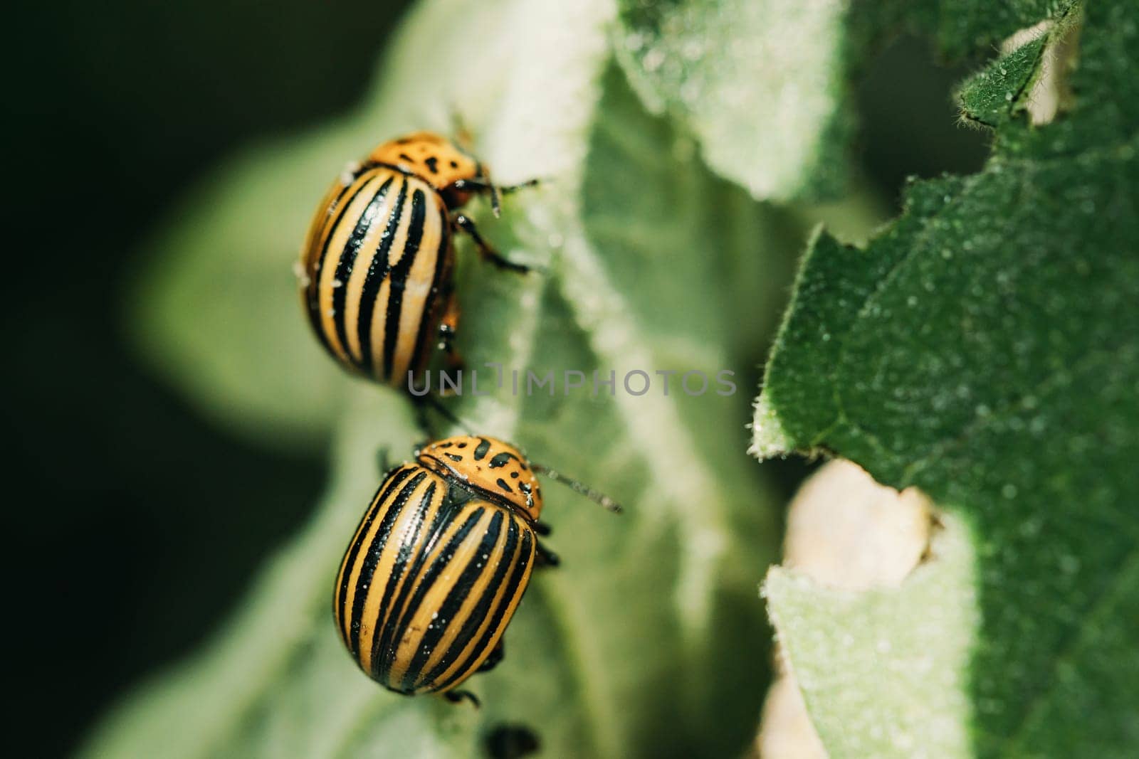 Colorado Striped Beetles - Leptinotarsa Decemlineata. This Beetle Is A Serious Pest Of Potatoes.