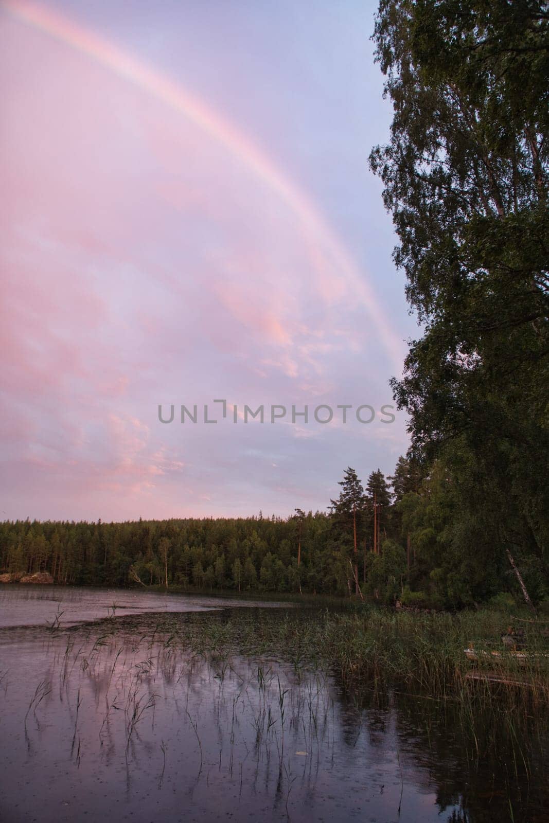 Rainbow reflected in the lake when it rains. in the background forest, on the lake reeds and water lilies. Nature photos from Sweden