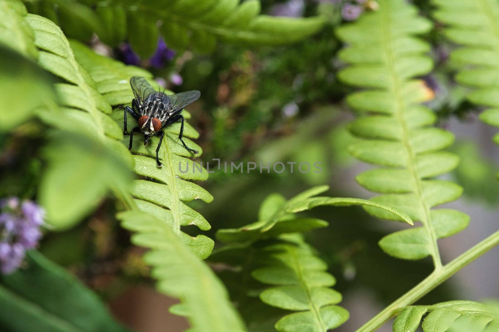 Flesh fly on a green leaf with light and shadow. Hairy legs in black and gray. Insect feeding. Macro shot of a fly