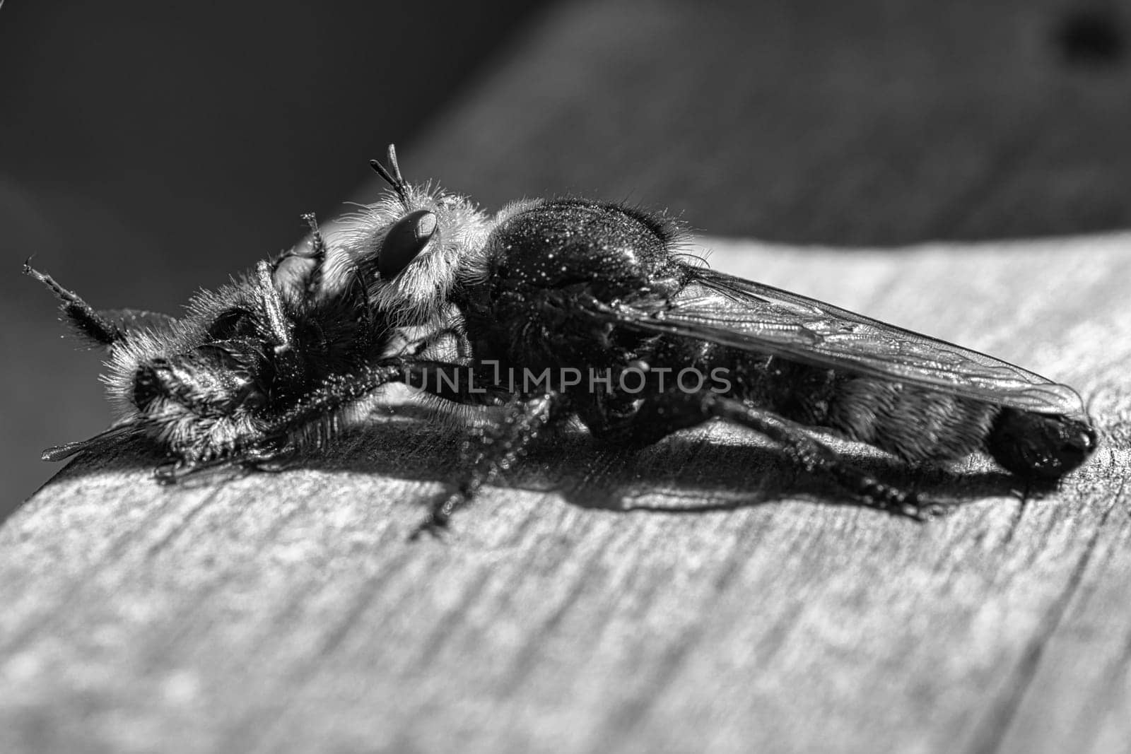 Yellow murder fly or yellow robber fly as black and white image with a bumblebee as prey. The insect is sucked out by the hunter. Yellow black hairs cover the hunter. Macro shot from nature