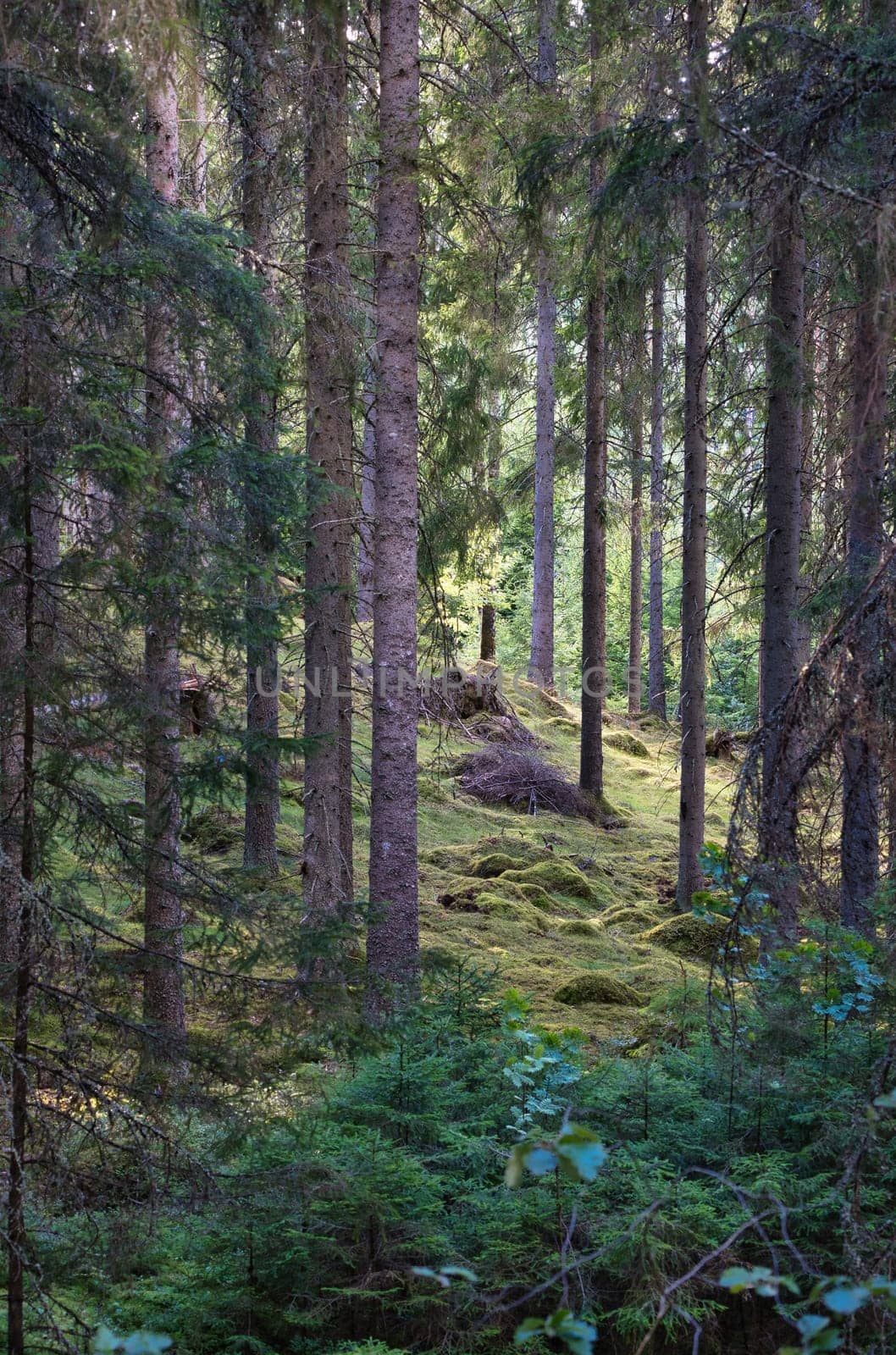 Sunlight falling through a forest of pine trees. Trees and moss on the forest floor. Romantic, mythical nature mood. Nature shot from the forest