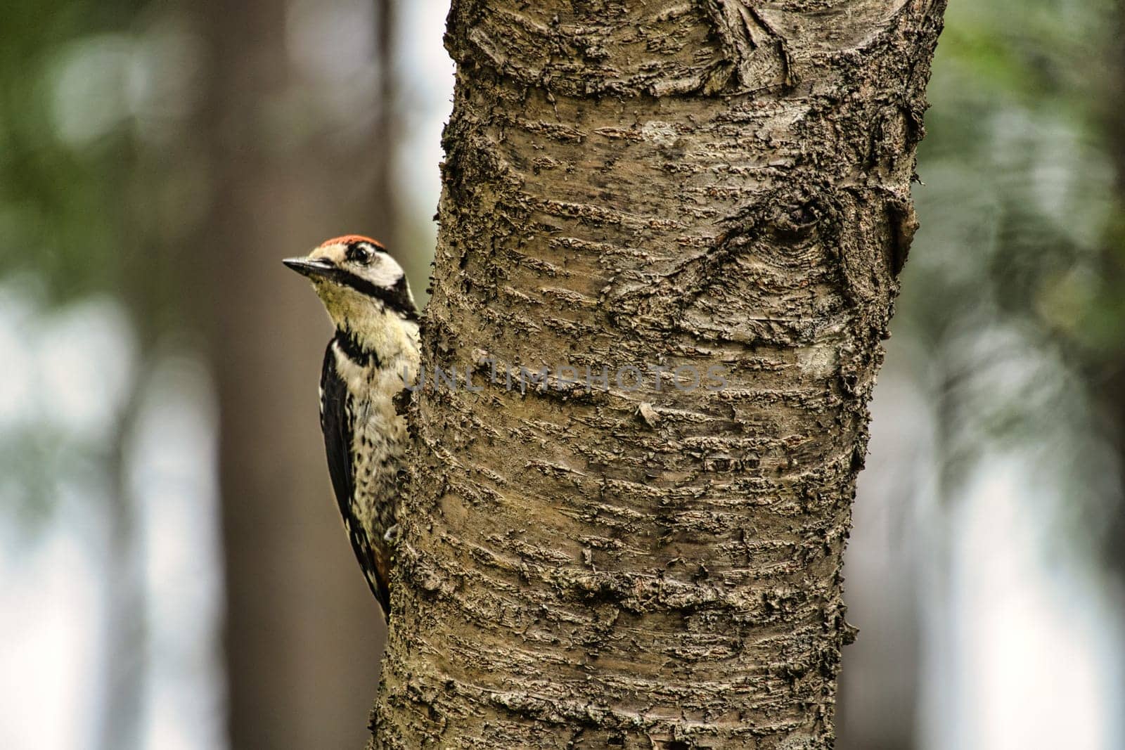 Great spotted woodpecker foraging in the forest on a tree with blurred background. Animal shot from nature
