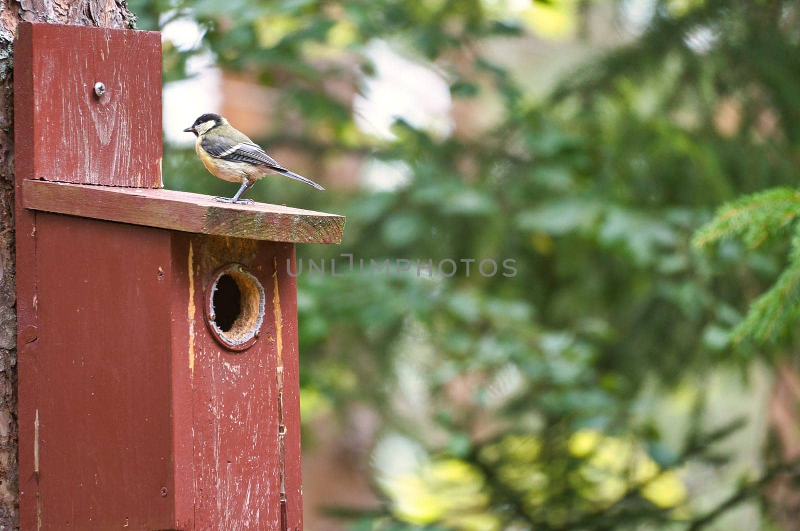 Great tit on a red bird house. Animal shot of a songbird from nature. Animal photo