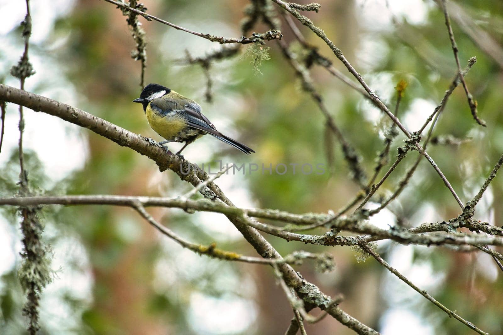 Great tit sitting in tree on a branch. Wild animal foraging for food. Animal shot of a bird from nature