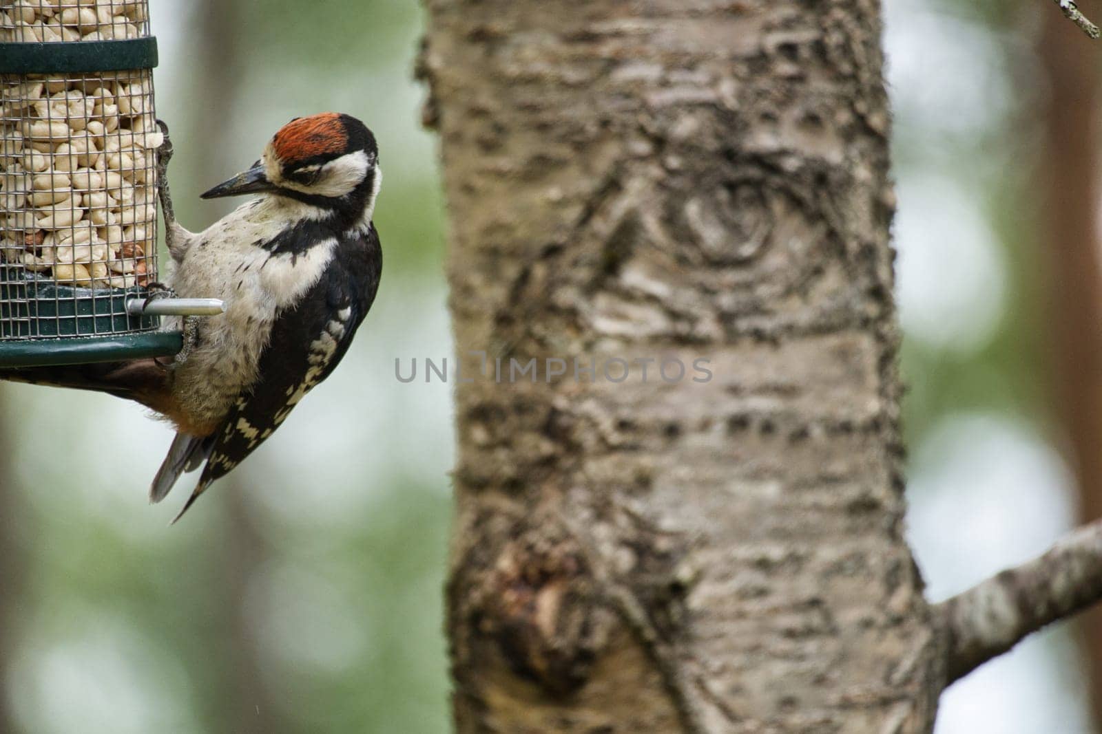 Great spotted woodpecker foraging in the forest on a tree with blurred background. Animal shot from nature