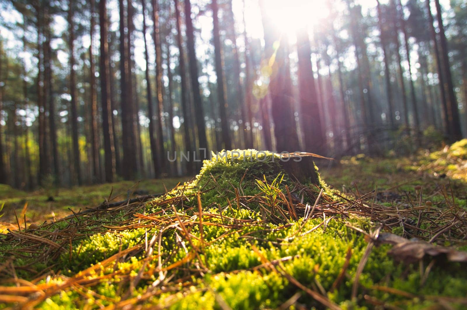 Sunlight falling through a forest of pine trees. Trees and moss on the forest floor. Romantic, mythical nature mood. Nature shot from the forest