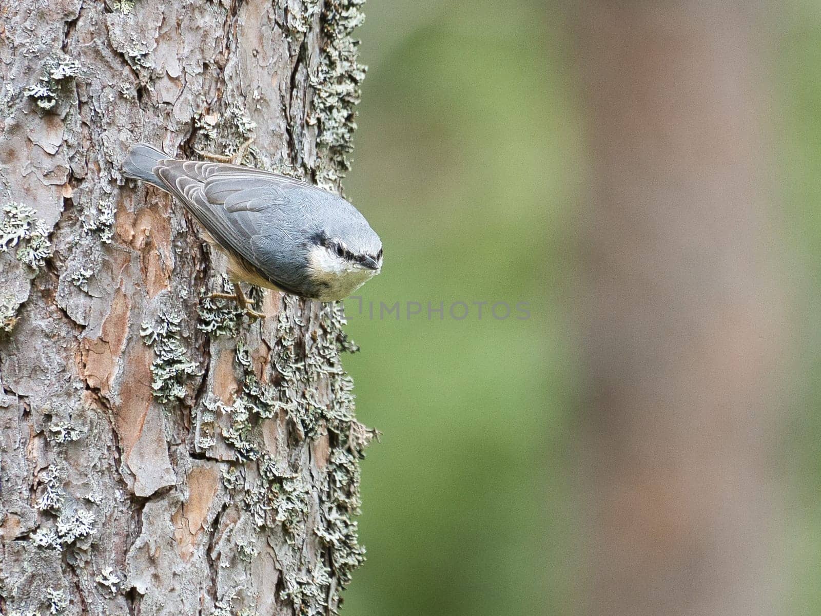 Nuthatch, on a tree trunk looking for food. Small gray and white bird. Animal photo from nature