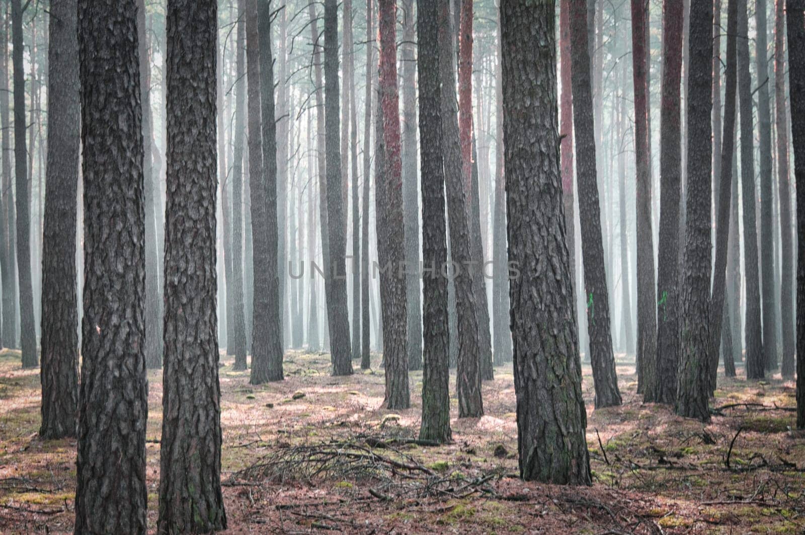 Sunlight falling through a forest of pine trees. Trees and moss on the forest floor. Romantic, mythical nature mood. Nature shot from the forest