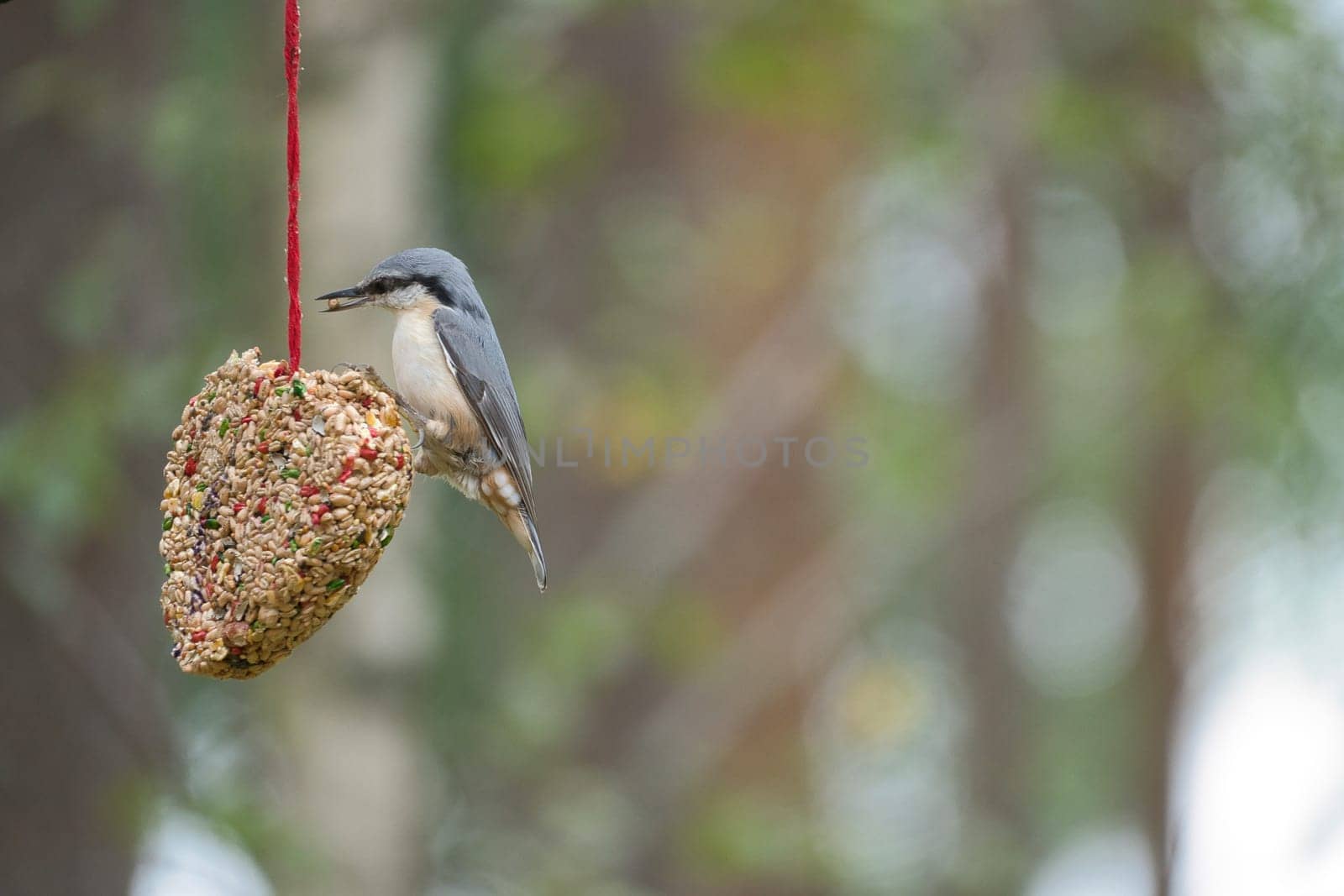 Nuthatch, observed at a feeder heart feeding in the forest. Small gray and white bird. Animal photo from nature
