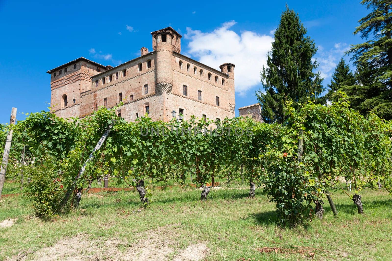 Vineyard in Piedmont Region, Italy, with Grinzane Cavour castle in the background. The Langhe is the wine district of Barolo wine.