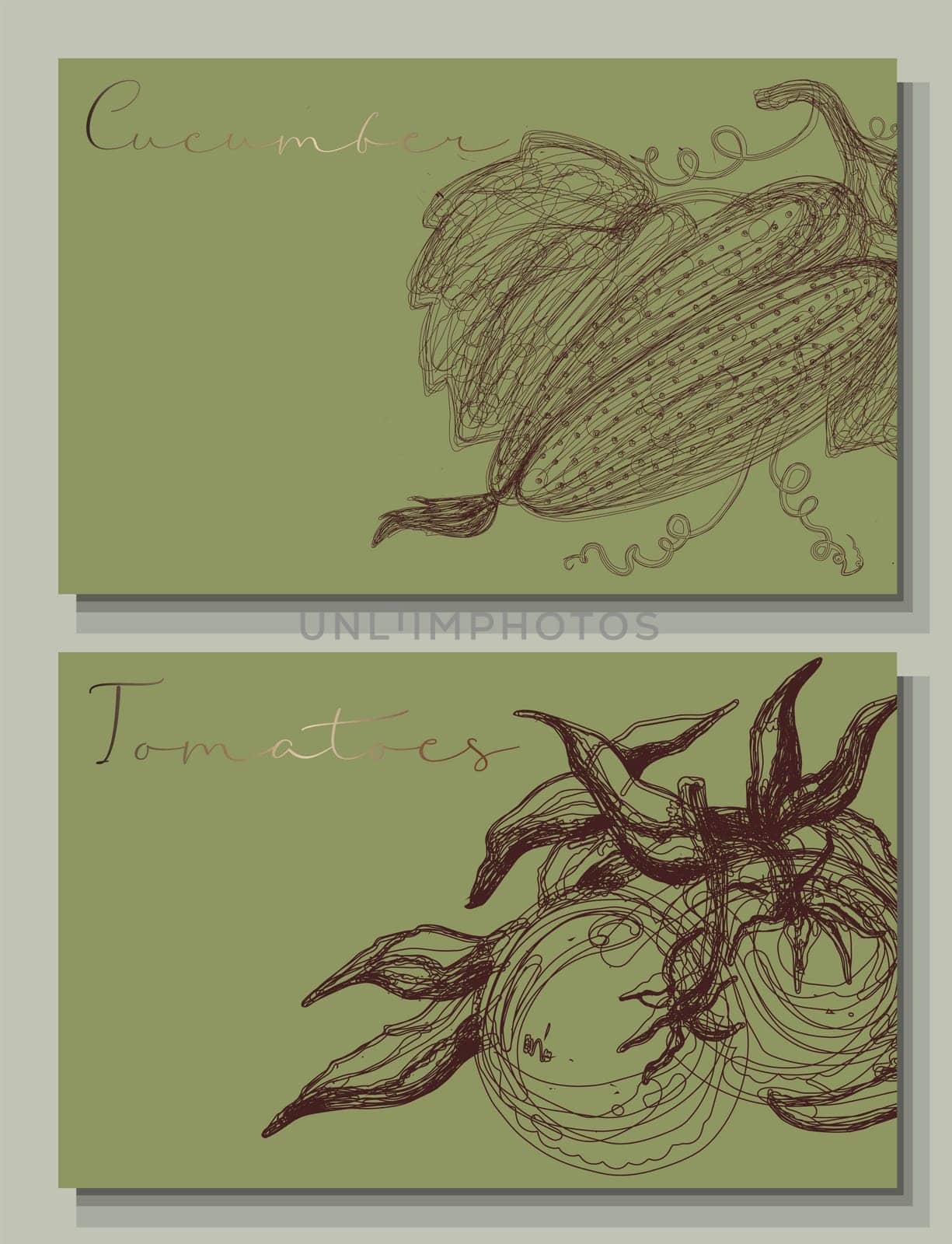 Tomatoes, cucumber, zucchini. Hand drawn vegetables. Isolated illustrations of farm vegetables. Clipart