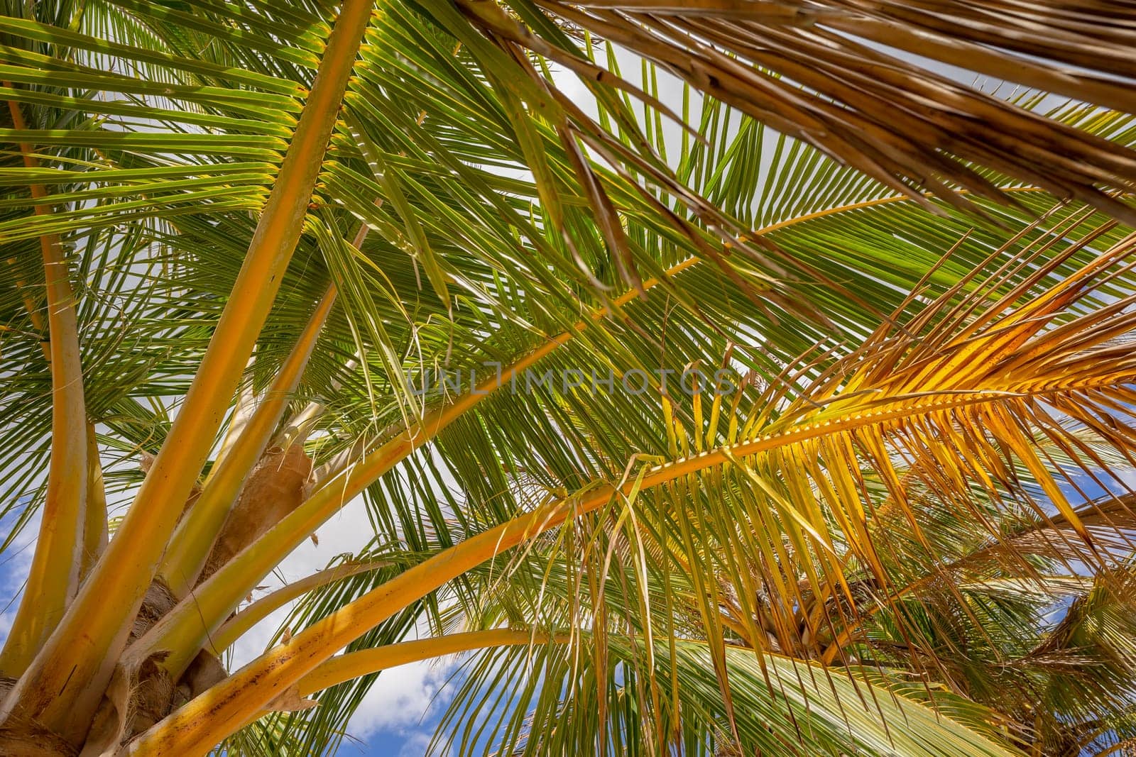 Closeup of the fronds of a coconut palm tree