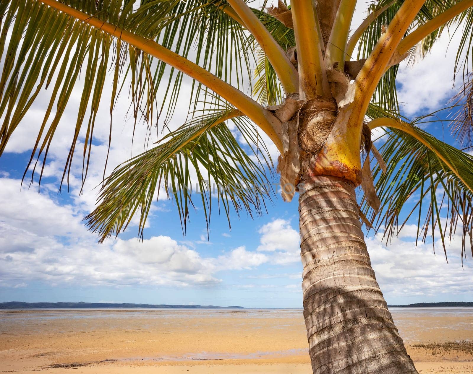 Coconut palm tree with Great sandy Strait and Fraser Island in background.  A beach scene representing calm, peace, tranquility, quietness, romance or daydreaming.