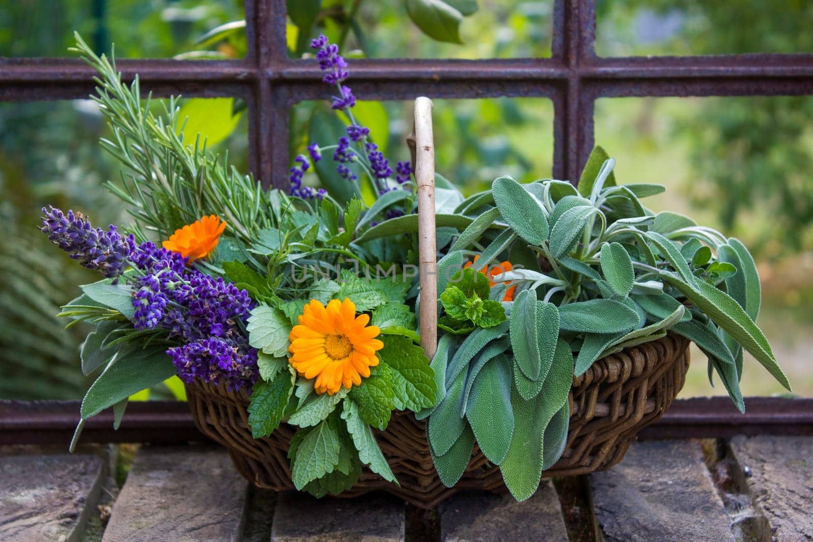 Freshly harvested herbs in a basket