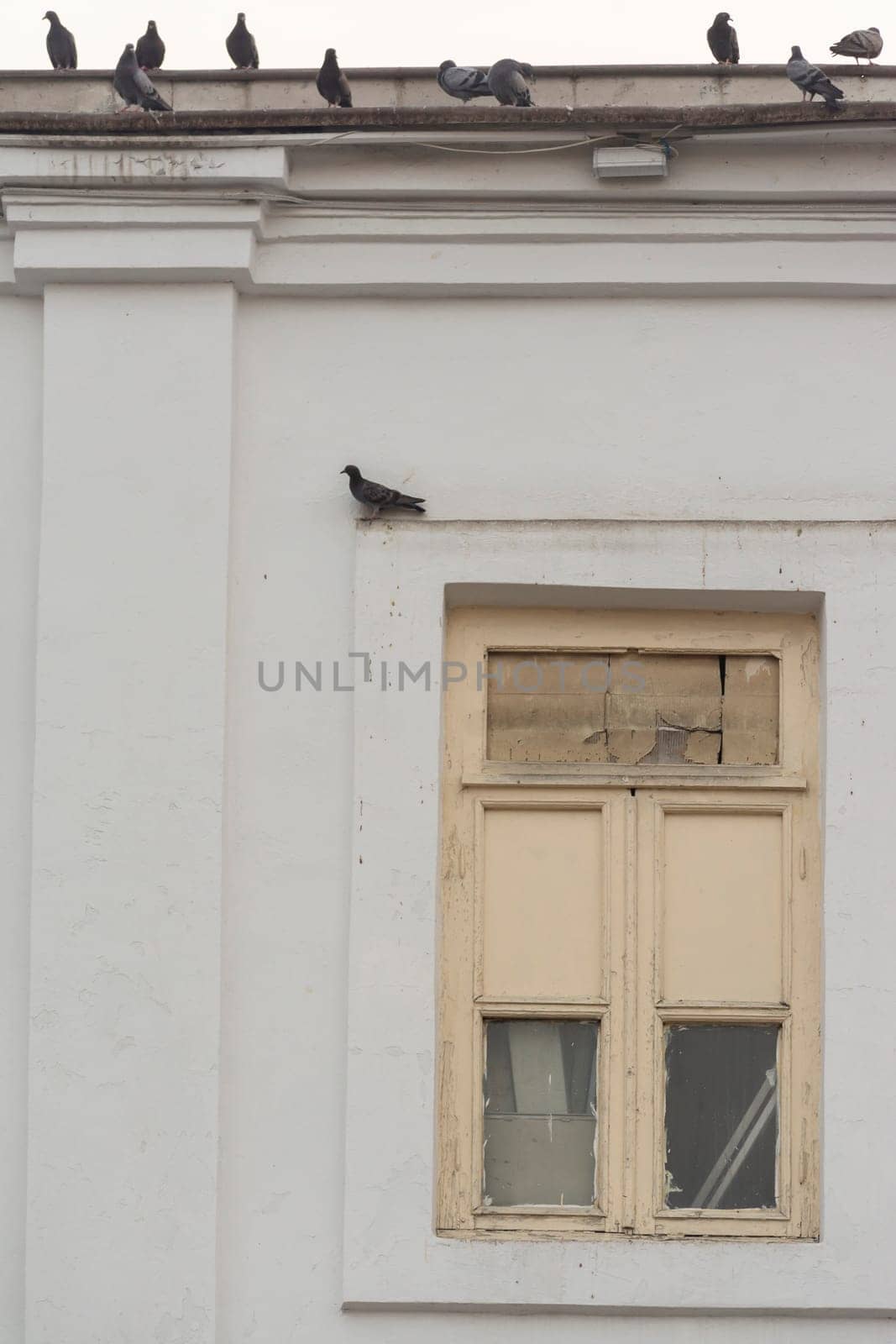 Old building window with pigeons at roof