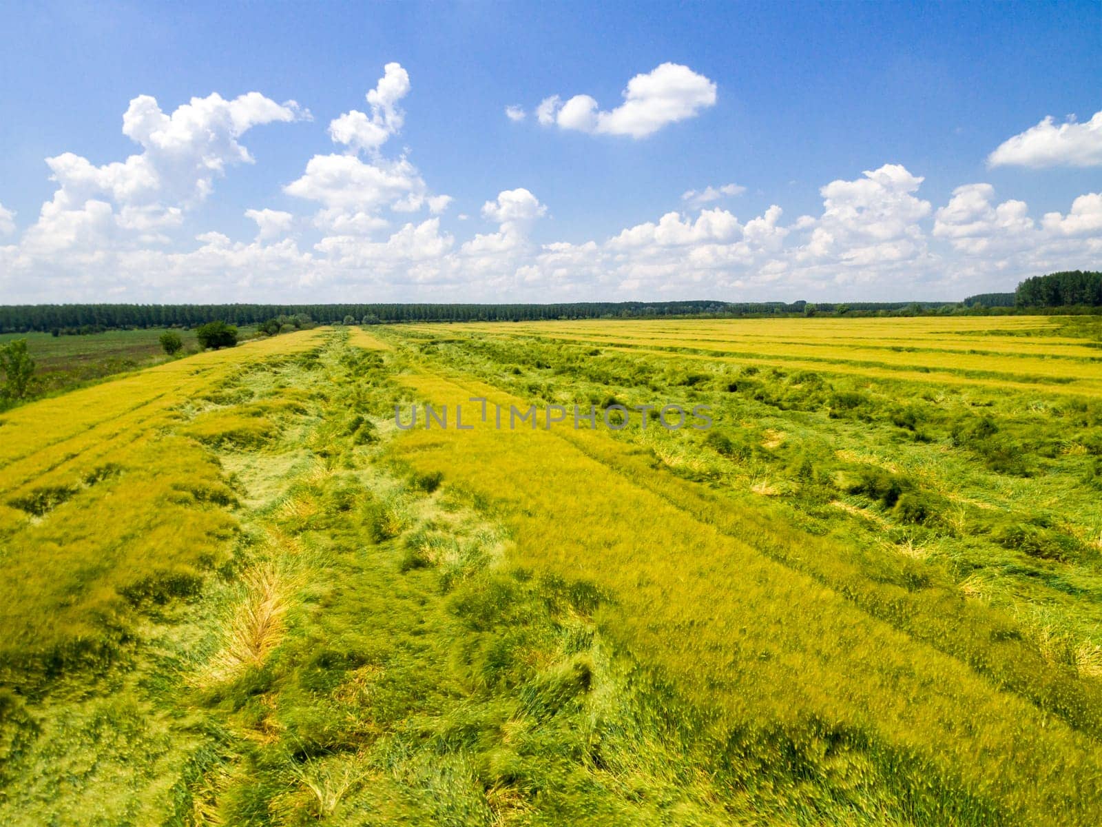 Aerial view of wheat field. Rural nanture form above.