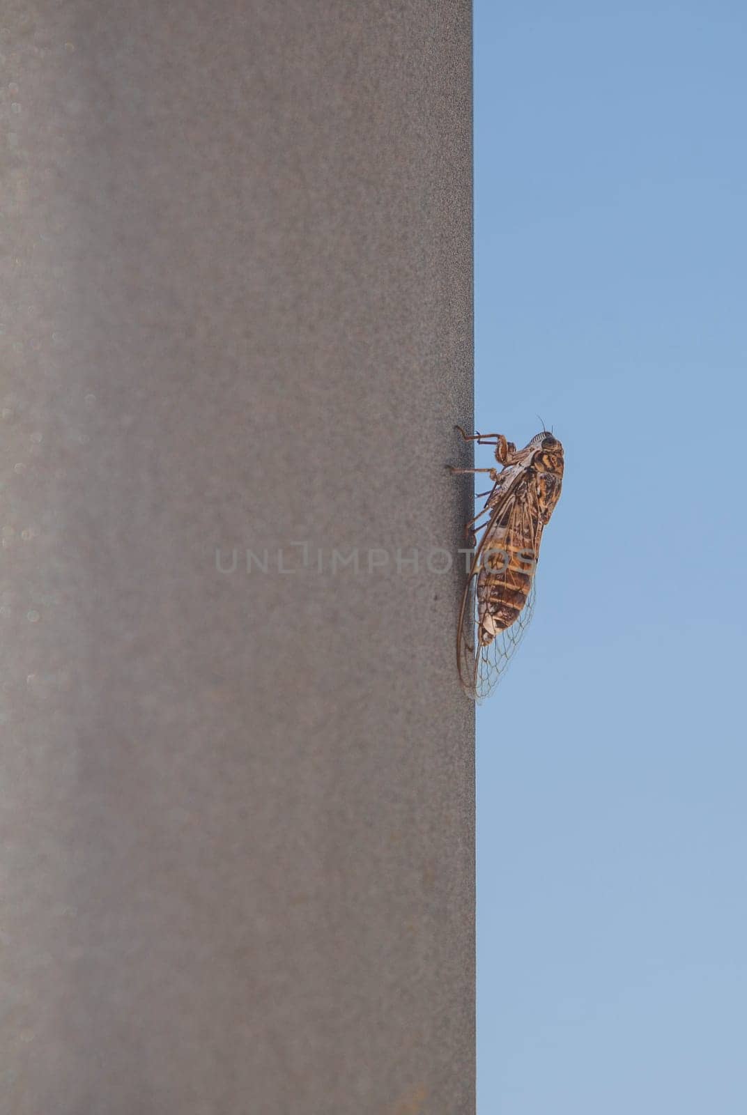 Cicada attached to metalic pole. Blue sky background