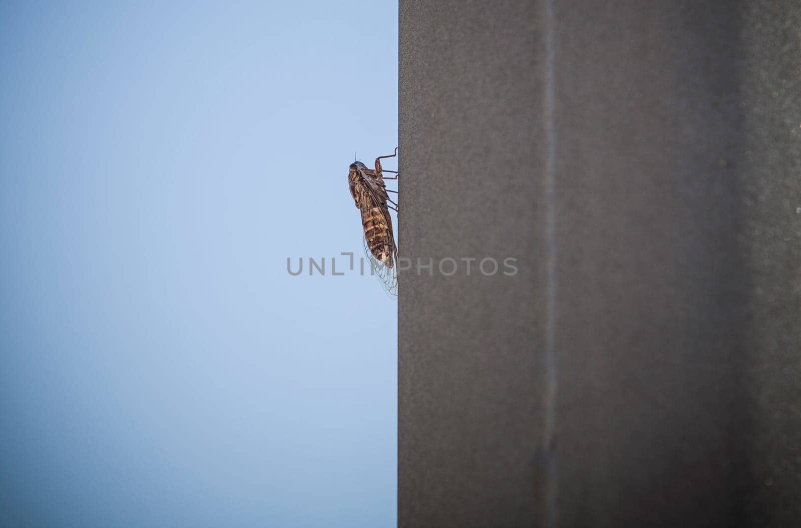 Cicada attached to metalic pole. Blue sky background