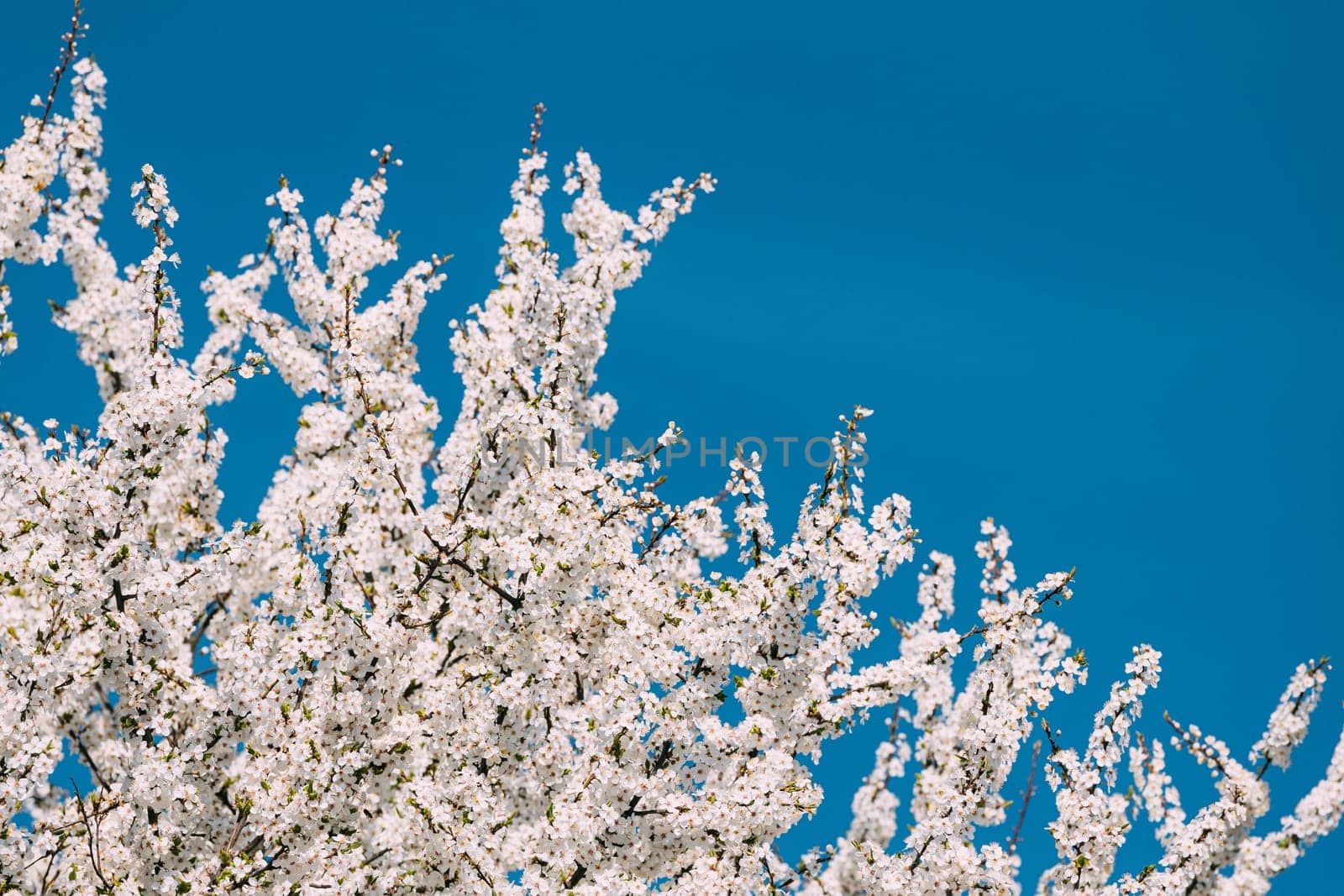 White Young Spring Flowers Of Prunus subg. Cerasus Growing In Branch Of Tree.