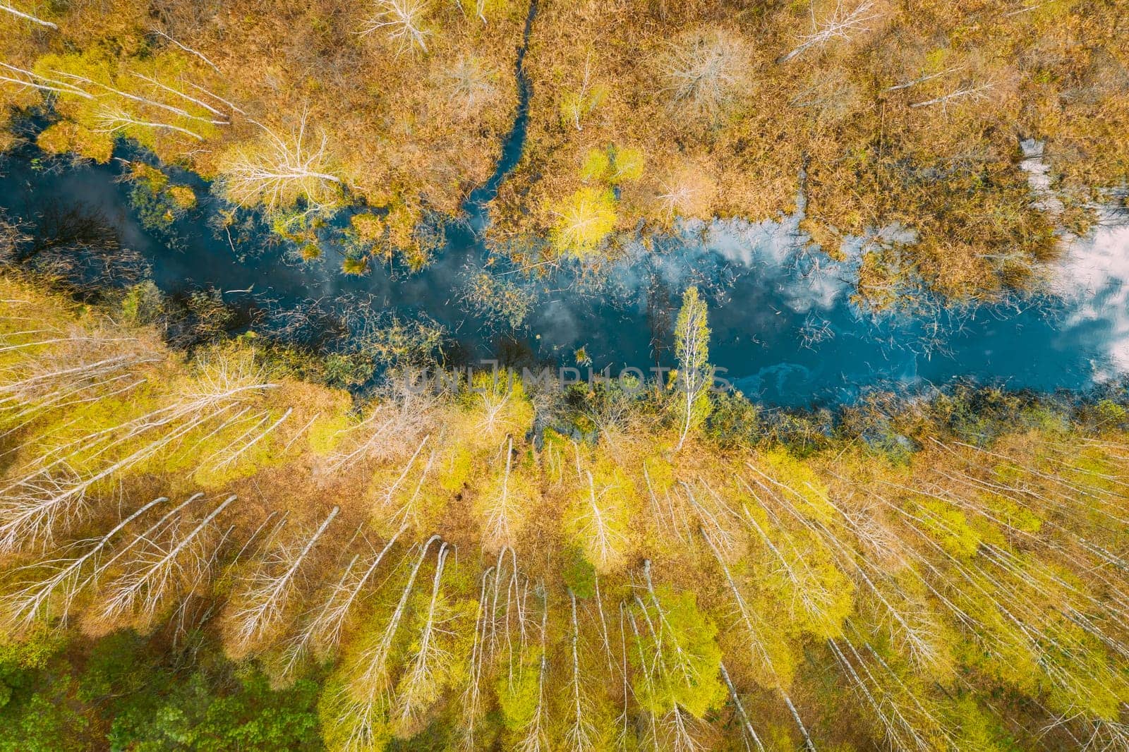 Spring Season. Aerial View. Young Birches Grow Among Small Marsh Bog Swamp. Deciduous Trees With Young Foliage Leaves In Landscape In Early Spring. Sky And Clouds Reflected In Water.
