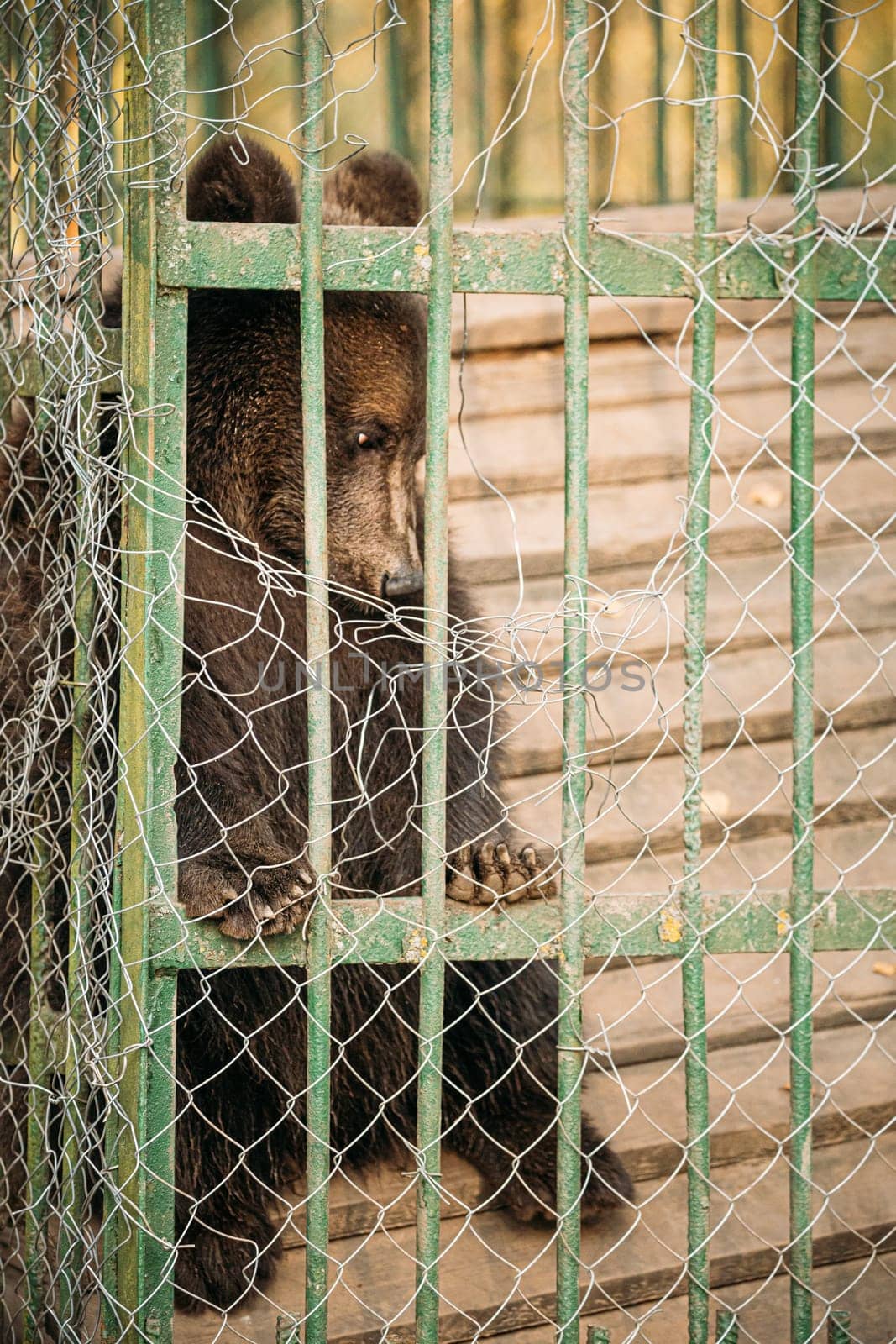 European Eurasian Brown Russian Bear Ursus Arctos Arctos In Cage. Small Teddy Bear.