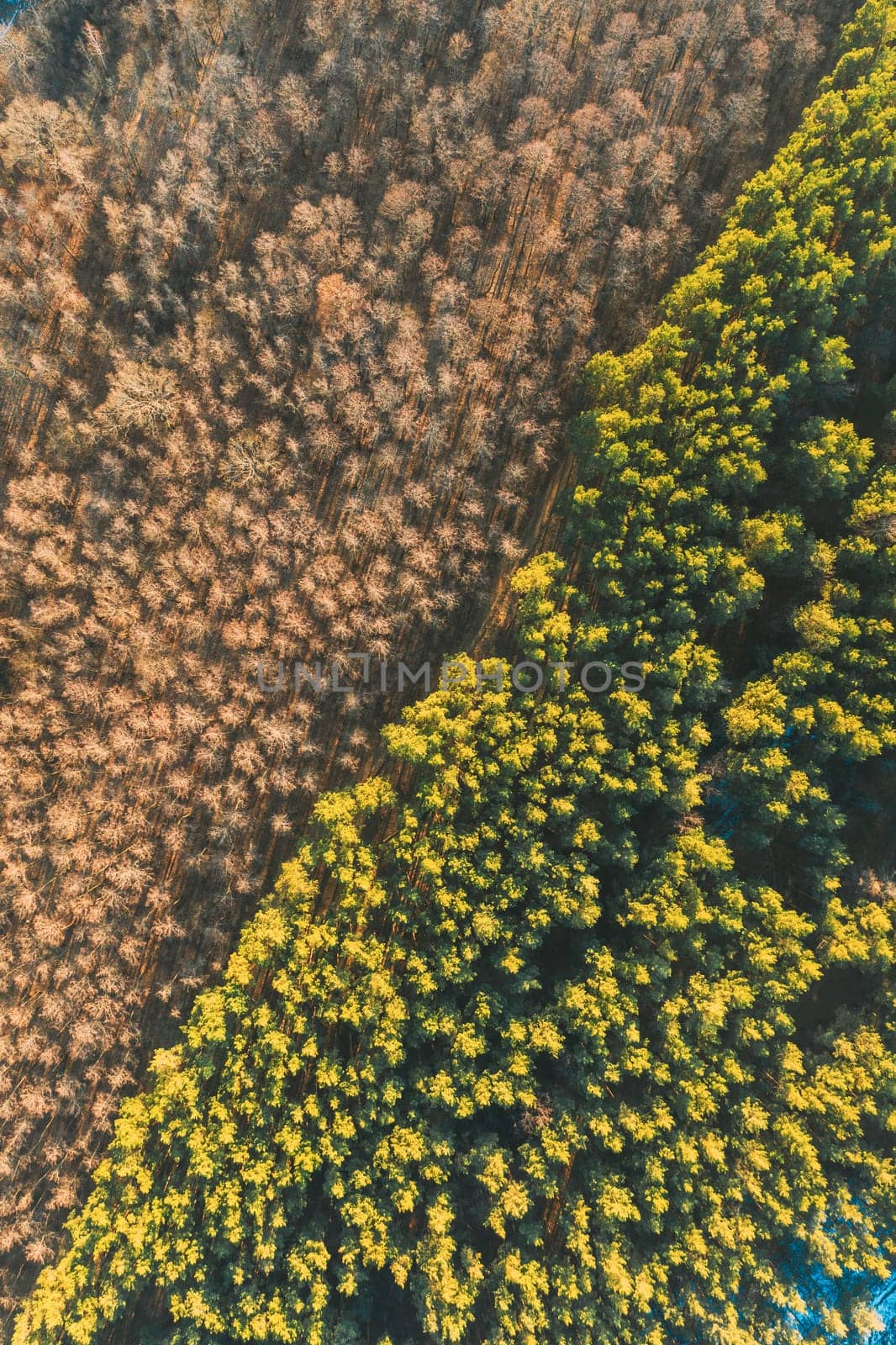 Aerial View Of Deciduous Trees Without Foliage Leaves And Green Pine Forest In Landscape At Early Spring. Top Flat View From High Attitude. Natural Backdrop Background Of European Woods. Drone View