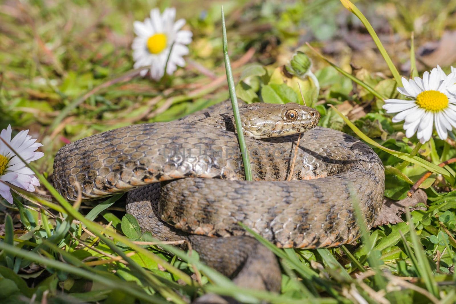 Viper is in the meadow with daisy