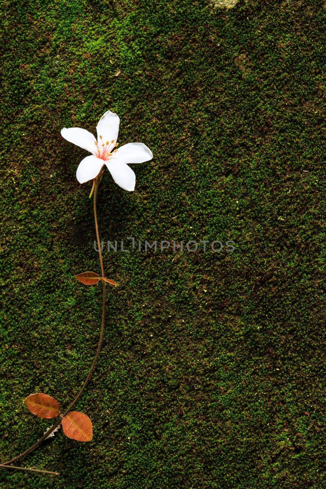 Aegiceras, dead leaves for adv or others purpose use