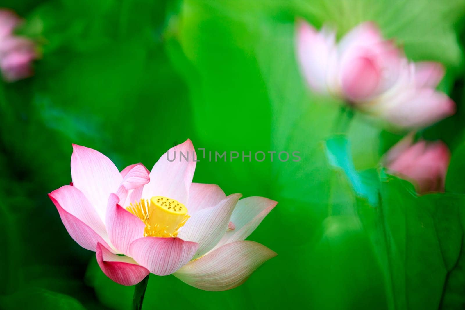 beautiful pink waterlily or lotus flower in pond for adv or others purpose use